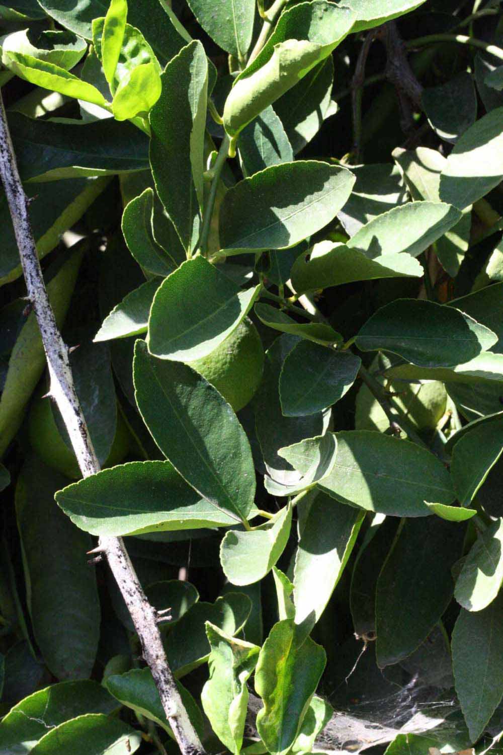              Sun leaves (Riverside, CA)       